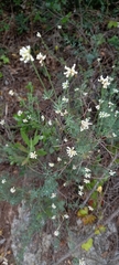 Lotus dorycnium