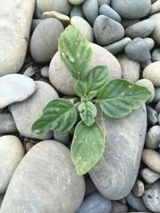 Heliotropium ellipticum