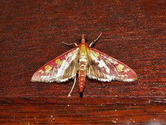 Stenochora lancinalis