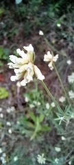 Lotus dorycnium