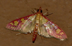 Stenochora lancinalis