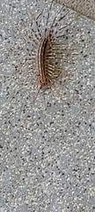 Scutigera coleoptrata