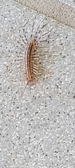 Scutigera coleoptrata