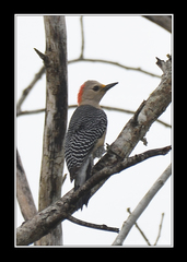 Melanerpes pygmaeus