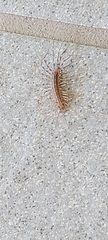 Scutigera coleoptrata