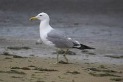 Larus michahellis