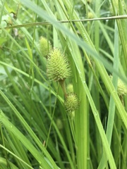 Carex typhina