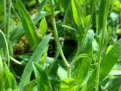 Pilosella brachiata