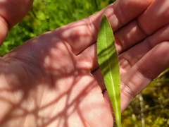 Pilosella brachiata