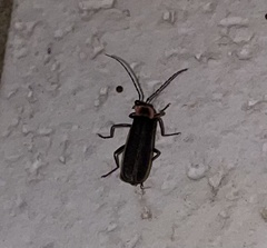 Podabrus brevicollis