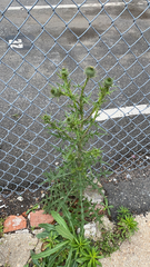 Cirsium vulgare