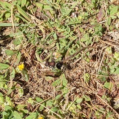 Sigilla dorsata