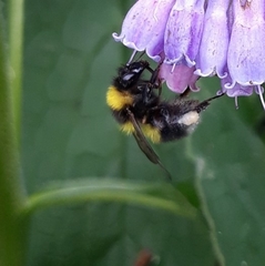 Bombus hortorum
