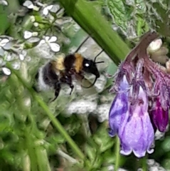 Bombus hortorum