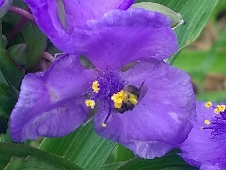 Sweat Bees In June 2021 By Pam Phillips On Tradescantia INaturalist   Large 