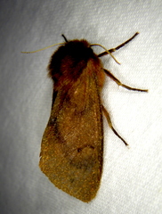 Phragmatobia assimilans