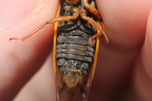 Decula Periodical Cicadas photo 2