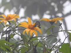 Methona confusa psamathe