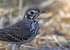 Pinarocorys nigricans
