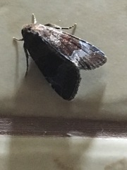 Hampsonodes