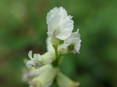 Ceratocapnos claviculata