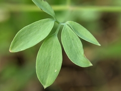 Ceratocapnos claviculata