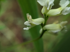 Ceratocapnos claviculata