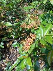 Ardisia compressa