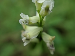 Ceratocapnos claviculata