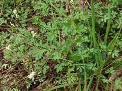 Ceratocapnos claviculata