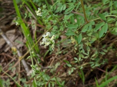 Ceratocapnos claviculata