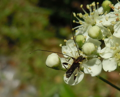 Molorchus umbellatarum