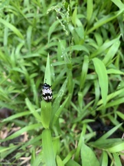 Prepopharus eduardoi