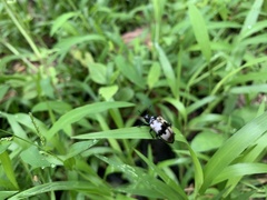 Prepopharus eduardoi