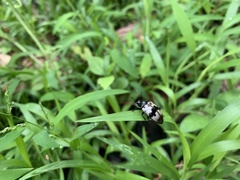 Prepopharus eduardoi