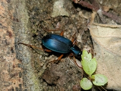 Chlaenius cumatilis