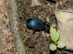 Chlaenius cumatilis