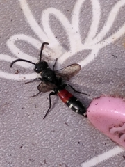 Sapyga quinquepunctata