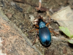 Chlaenius cumatilis