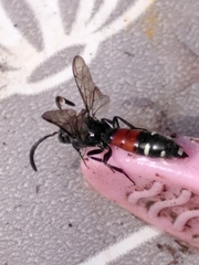 Sapyga quinquepunctata