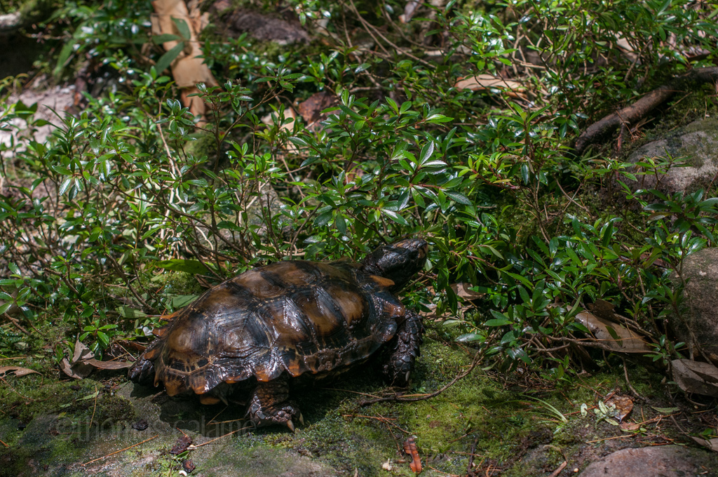 Photo by Thomas Calame