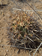 Coryphantha robustispina robustispina