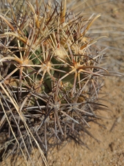 Coryphantha robustispina robustispina
