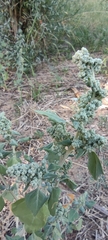 Chenopodium vulvaria