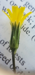 Hieracium bolanderi