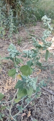 Chenopodium vulvaria