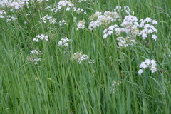 Anthriscus sylvestris
