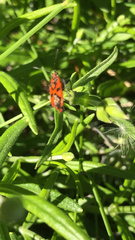 Corizus hyoscyami