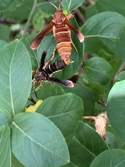 Vitacea polistiformis