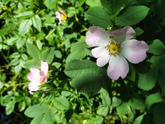 Rosa tomentosa